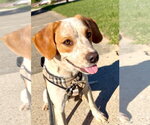 Fenwick - Male Beagle-Unknown Mix Dog for Adoption - Small photo