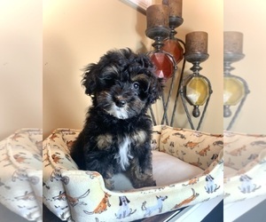 Cavapoo Puppy for Sale in NOBLESVILLE, Indiana USA