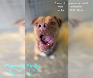 Apollo - Male American Staffordshire Terrier-Boxer Mix Dog for Adoption - Photo #8