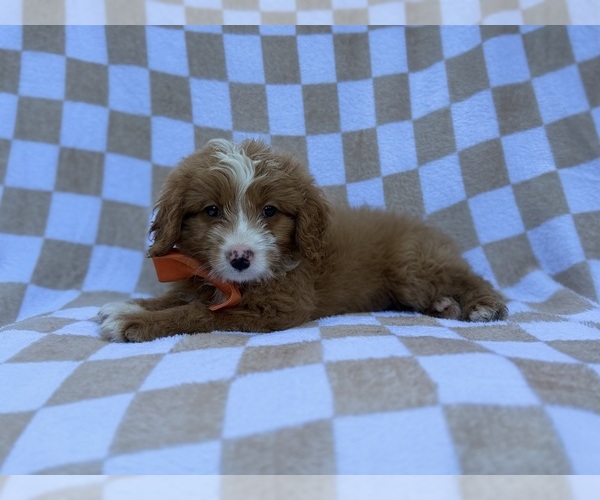Medium Photo #6 Goldendoodle (Miniature) Puppy For Sale in LAKELAND, FL, USA