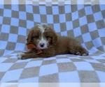 Larry - Male Goldendoodle (Miniature) Puppy for Sale - Photo #6