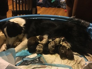 Border Collie Puppy for sale in CONOVER, NC, USA