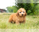 Small Photo #10 Cockapoo Puppy For Sale in WARSAW, IN, USA