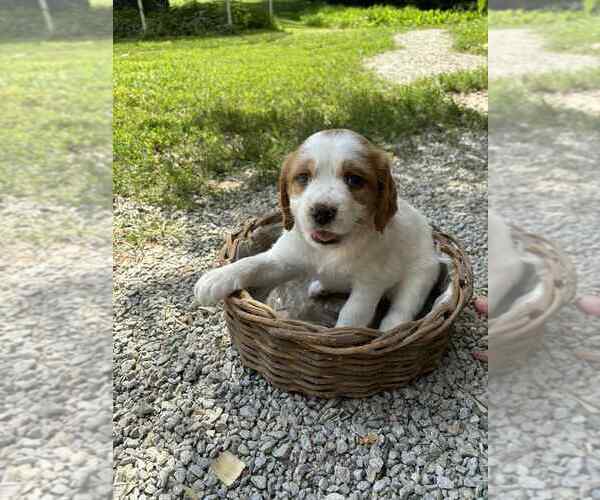 Medium Photo #4 Brittany Puppy For Sale in BATESVILLE, IN, USA