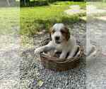 Puppy Stacy Brittany