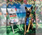 Small #10 German Shepherd Dog Mix