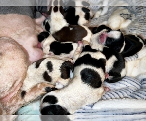 Shih Tzu Puppy for sale in HAYWARD, CA, USA
