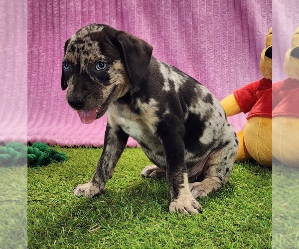 Medium Photo #1 Catahoula Leopard Dog Puppy For Sale in CUMBY, TX, USA