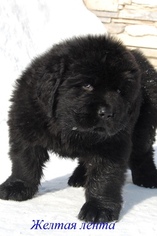 Newfoundland Puppy for sale in Yemanzhelinsk, Chelyabinsk, Russia