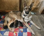 Small #5 German Shepherd Dog
