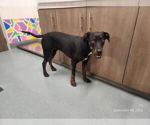 Labrador Retriever Dogs for adoption in Baytown, TX, USA