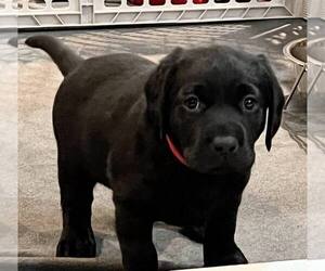 Labrador Retriever Puppy for sale in HOLMEN, WI, USA