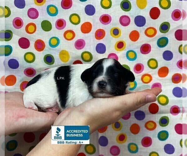 Medium Photo #2 Schnauzer (Miniature) Puppy For Sale in WINNSBORO, LA, USA