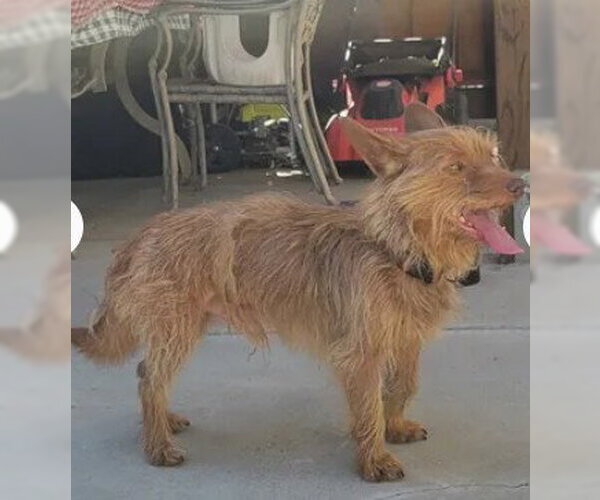 Medium Photo #1 Cairn Terrier-Unknown Mix Puppy For Sale in Tracy, CA, USA