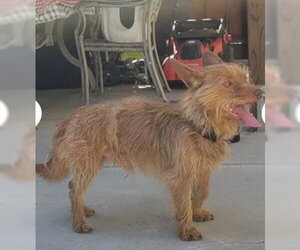 Cairn Terrier-Unknown Mix Dogs for adoption in Tracy, CA, USA