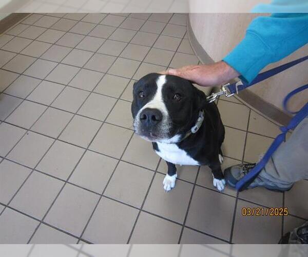 Medium Photo #1 Border Collie-Unknown Mix Puppy For Sale in Ocala, FL, USA