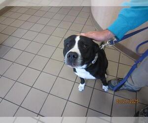 Border Collie-Unknown Mix Dogs for adoption in Ocala, FL, USA