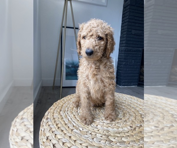 Medium Photo #9 Goldendoodle-Poodle (Standard) Mix Puppy For Sale in LOS ANGELES, CA, USA