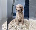 Small Photo #9 Goldendoodle-Poodle (Standard) Mix Puppy For Sale in LOS ANGELES, CA, USA