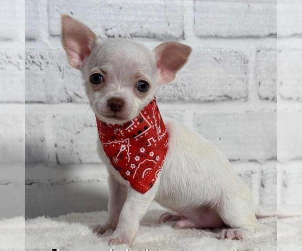 Medium Photo #19 Chihuahua Puppy For Sale in BOSTON, MA, USA