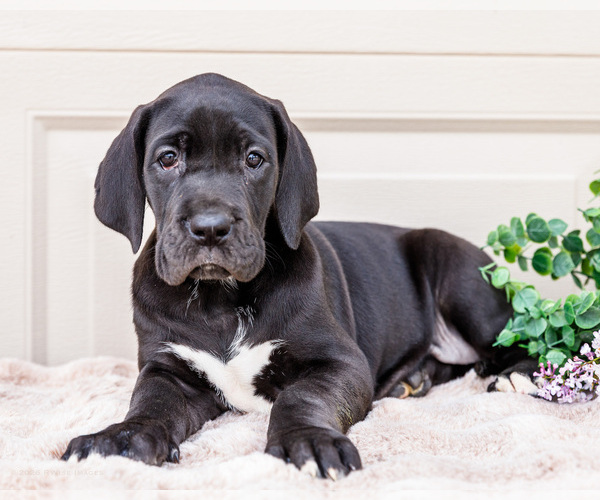 Medium Photo #1 Great Dane Puppy For Sale in WAKARUSA, IN, USA