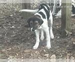 Small Treeing Walker Coonhound Mix