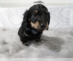 Small Photo #1 Dachshund Puppy For Sale in HAWESVILLE, KY, USA