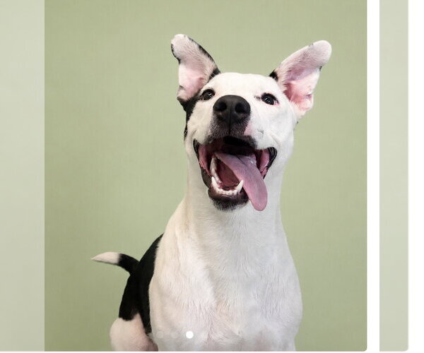 Medium Photo #2 American Staffordshire Terrier-Unknown Mix Puppy For Sale in Oakhurst, NJ, USA