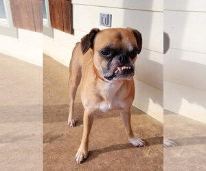 Nash - Male Boston Terrier-Boxer Mix Dog for Adoption - Photo #3
