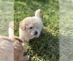 Small Photo #66 Bichpoo Puppy For Sale in NORTH PORT, FL, USA