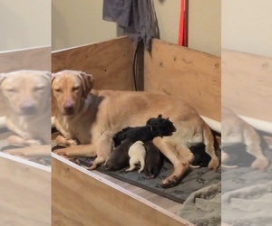 Mother of the Labrador Retriever puppies born on 08/29/2026
