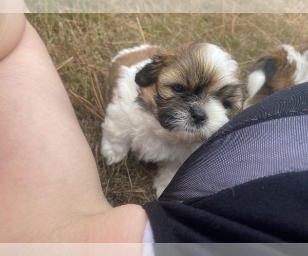 Medium Photo #69 Shih Tzu Puppy For Sale in VENETA, OR, USA