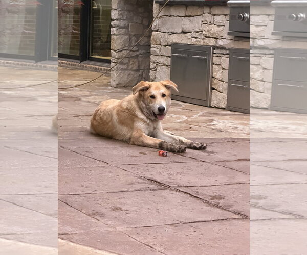 Medium Photo #4 Great Pyrenees-Unknown Mix Puppy For Sale in McKinney, TX, USA