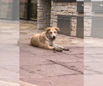 Small #3 Great Pyrenees Mix