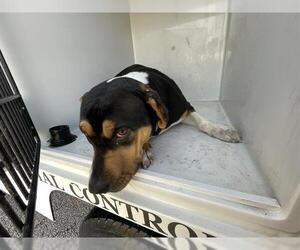 Mutt Dogs for adoption in Houston, TX, USA