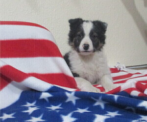 Border Collie Puppy for sale in WESTCLIFFE, CO, USA