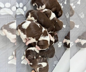 Medium English Springer Spaniel