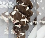Image preview for Ad Listing. Nickname: Litter of 7