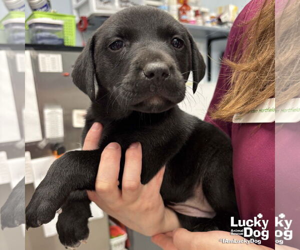 Medium Photo #1 Labrador Retriever-Unknown Mix Puppy For Sale in Washington, DC, USA