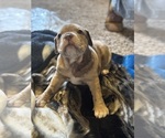 Puppy Cocoa Olde English Bulldogge