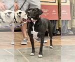 Small #9 Beagle-Border Collie Mix