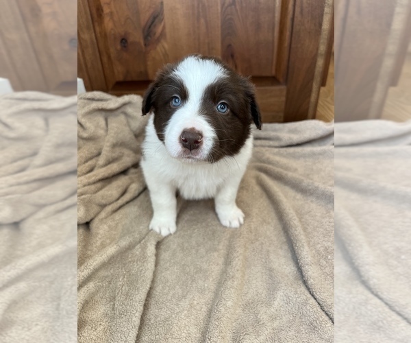 Medium Photo #5 Border Collie Puppy For Sale in LULA, GA, USA