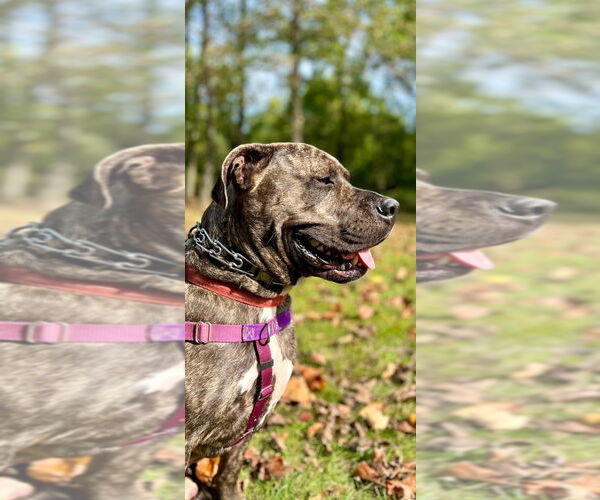 Medium Photo #3 American Pit Bull Terrier-American Staffordshire Terrier Mix Puppy For Sale in Lawrenceville, NJ, USA