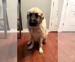Small #2 Anatolian Shepherd-Great Pyrenees Mix