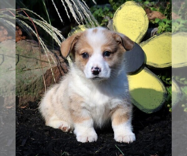 Medium Photo #4 Pembroke Welsh Corgi Puppy For Sale in EAST EARL, PA, USA