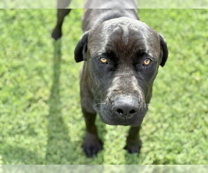 Labrador Retriever Dogs for adoption in Tulsa, OK, USA