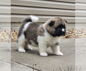 Medium Akita