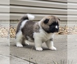 Puppy REX Akita