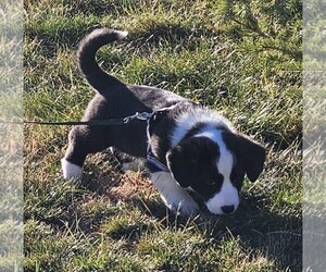Cardigan Welsh Corgi Puppy for sale in LIVERMORE, CO, USA