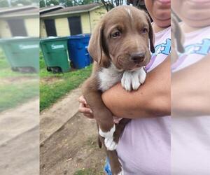 Labrador Retriever-Unknown Mix Dogs for adoption in San Antonio, TX, USA